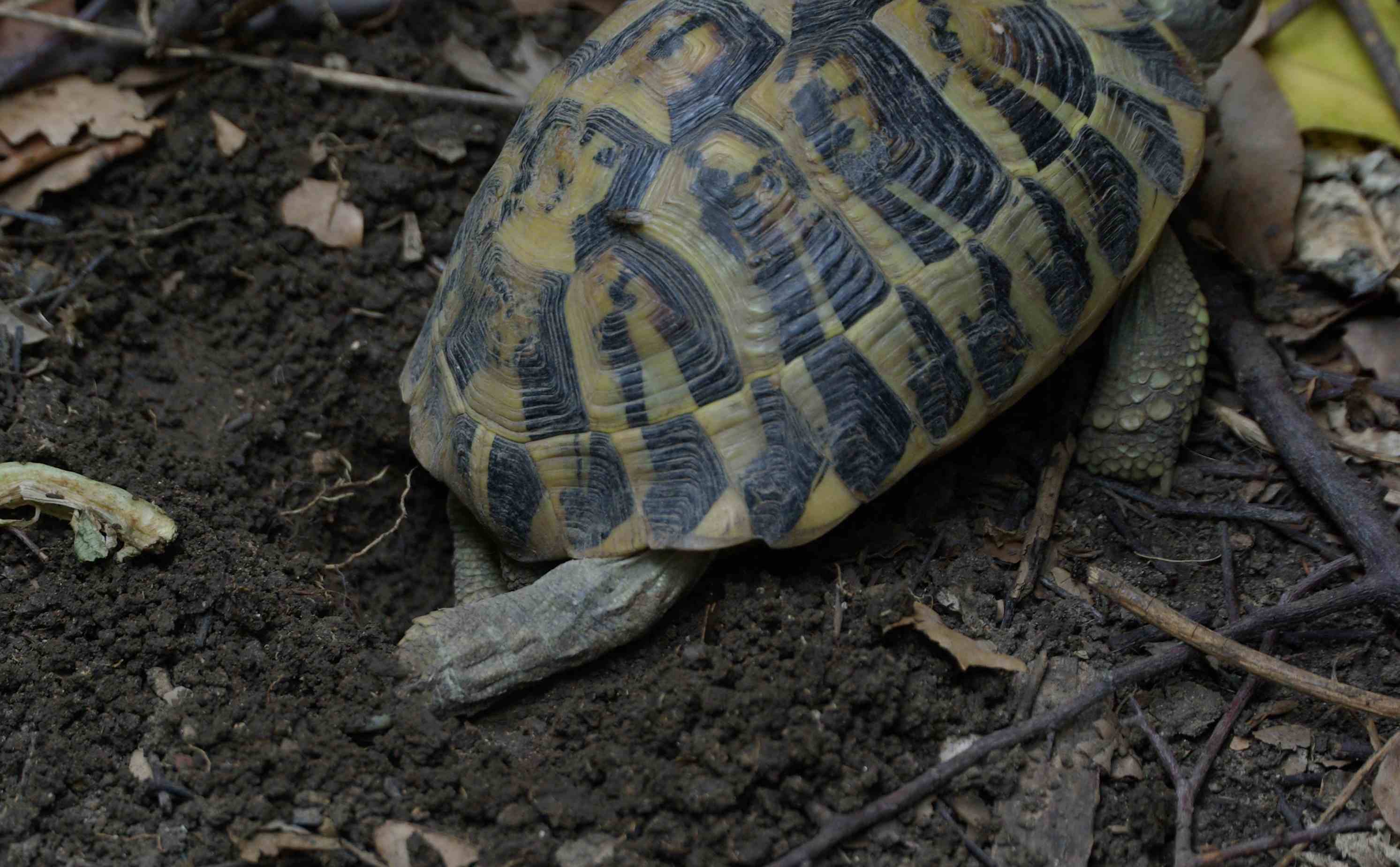 deposizione testudo hermanni